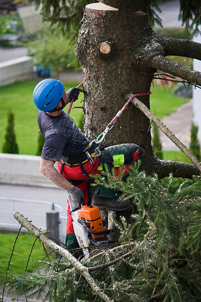 Reliable River Grove, IL  Tree Services Solutions